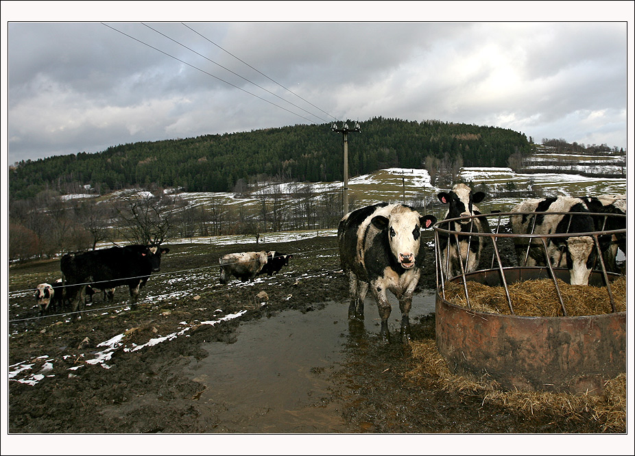 Šumava